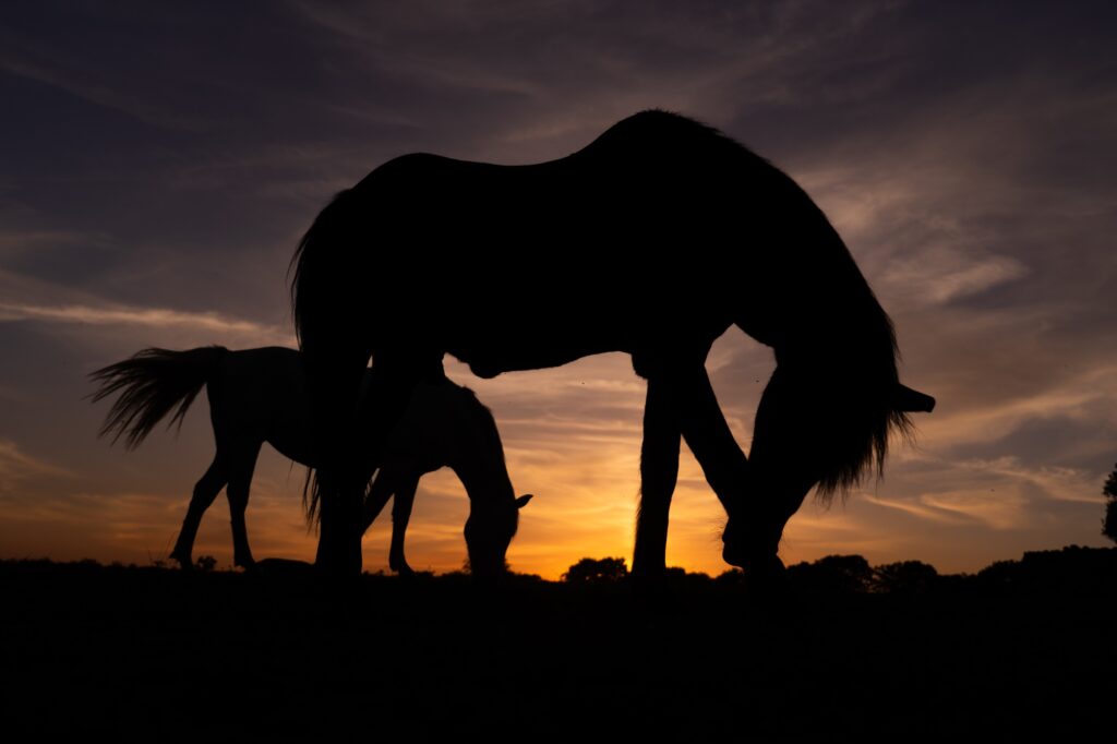Silhouette of two horses at sunset
