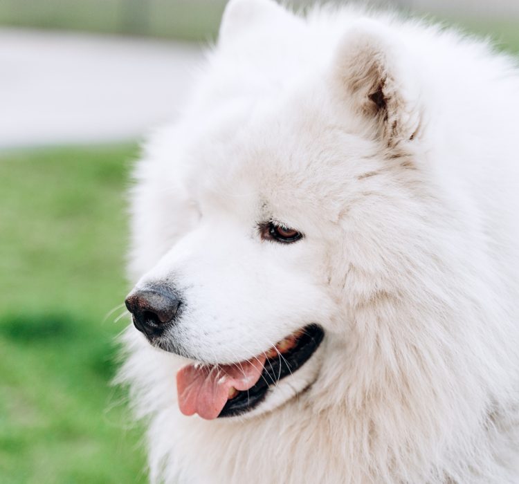 Beautiful, fluffy, purebred dog on a background of the city.
