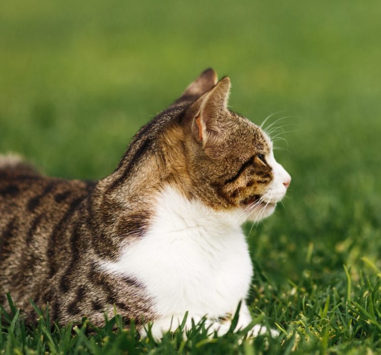 Street cat laying on green grass